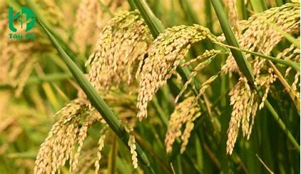 Định Hình Tương Lai Ngành Nông Nghiệp Long An 2024